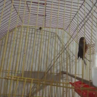 قناری مست بزن شلاقی