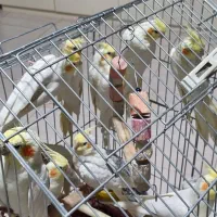 ۸ عدد عروس هلندی لوتینو