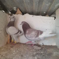 دوجفت نروماده