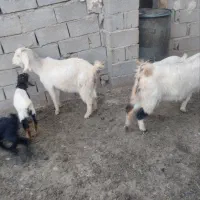 فروش بز داشتی