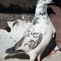 کبوتر پرشی اصیل قم آبدونی