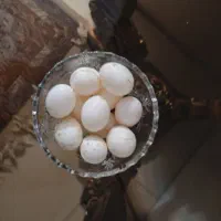 تختم کبوتر. تازه