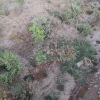 باسلام یک هکتار باغ پسته با ۶ساعت اب|فروش زمین و ملک کلنگی|فیروزه, |دیوار