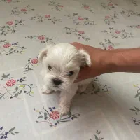 توله‌شیتزو‌فلت