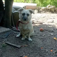 فروش سگ پا کوتاه