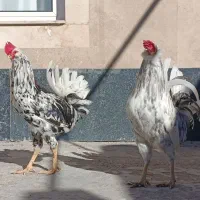 واگذاری دو عدد خروس گلین|حیوانات مزرعه|باسمنج, |دیوار