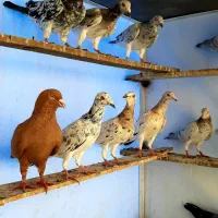 هفترنگ خطی|پرنده|قزوین, |دیوار