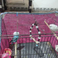 مرغ عشق فروشی