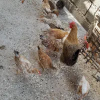 ۱۱ عدد جوجه دونه ایی ۳۵۰