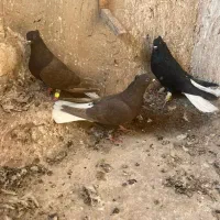 دم سفید|پرنده|اقبالیه, |دیوار