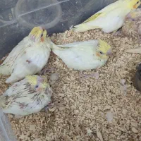 جوجه عروس هلندی لوتینو سرلاکی دستی