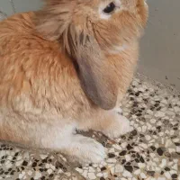 خرگوش لوپ فرانسوی|موش و خرگوش|آزادشهر, |دیوار