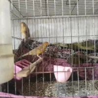 یه عدد نر دارچین سرخ|پرنده|کرمان, |دیوار