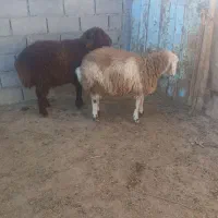 بره نر|حیوانات مزرعه|مراوه, |دیوار