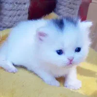 گربه