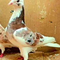 ۶۰جفت کفتر گنجه بری همه بدظهری همه ساعت سنگین|پرنده|نورآباد, |دیوار