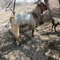فروش نری و۴چپش