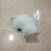 پامر روباهی|سگ|کرج, شهرک امیر المومنین|دیوار