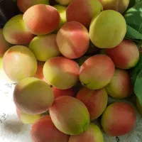 فروش نهال ضمانتی گردو بادام هلو گیلاس زردآلو|خدمات باغبانی و درختکاری|سامان, |دیوار