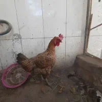 یک عددخروس ودوعدد مرغ محلی|حیوانات مزرعه|بندر گناوه, |دیوار