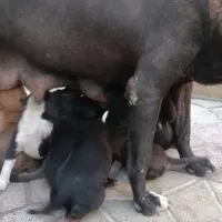 ۵عدد توله پیتبول|سگ|اصفهان, شفق|دیوار