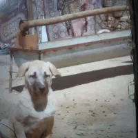 با این شماره تماس بگیرید|سگ|کبودرآهنگ, |دیوار