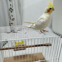 عروس هلندی لوتینوکاملا دستی