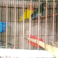 فروش کوتوله برزیلی|پرنده|شیراز, ماه فیروزان|دیوار
