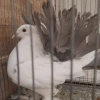 چتری و رواعب|پرنده|قم, حنیف نژاد|دیوار