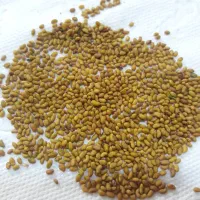 بزگترین عرضه کننده بذریونجه پایه بلندایرانی خارجی