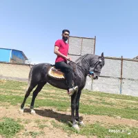 باشگاه سوارکاری کمند