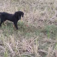 توله سیتر ۳ ماهه