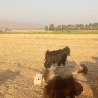 چپش شهرکردی اصل