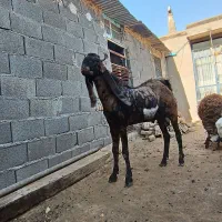 نربز