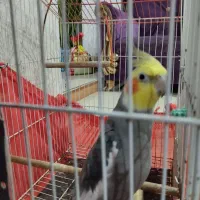 طوطی عروس نر و ماده|پرنده|رشت, آب آسیاب|دیوار