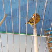 سهره قناری سرخ دهن ایوب رحمتی
