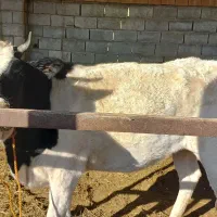 دو تا گاو نزاییده|حیوانات مزرعه|سیمین شهر, |دیوار