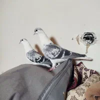 کبوتر ساده افغانی سوسکی سار کلاغ سینه کله آلمانی