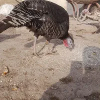 بوقلمونماده|حیوانات مزرعه|دماوند, دماوند|دیوار