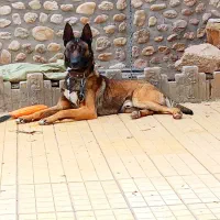 ملینویز نر نگهبان