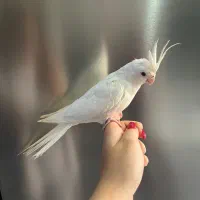 فروش ۲جوجه عروس هلندی نازوبازیگوش|پرنده|کرج, حصارک بالا|دیوار