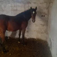 اسب یکسر|اسب و تجهیزات اسب‌سواری|شوش, |دیوار