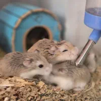 همستر روبروفسکی|موش و خرگوش|تهران, دارآباد|دیوار