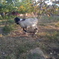 گیسکی نر|حیوانات مزرعه|پیرانشهر, |دیوار