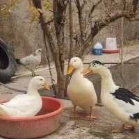 اردک ارگانیک