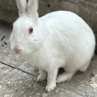 خرگوش سفید چشم قرمز نر