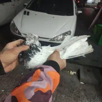 کفترخوش رخ|پرنده|فردیس, شهرک شهید حسینی|دیوار