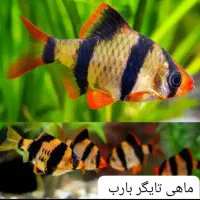 فروش آکواریوم و ماهیان زینتی|ماهی|مسجد سلیمان, |دیوار