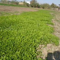 سبزی خوردن|خوردنی و آشامیدنی|فاضل آباد, |دیوار