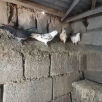فروش کبوتر